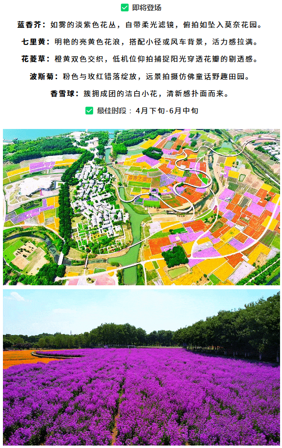 三臺山榮登央視報(bào)道！萬樹繁花引客來，數(shù)據(jù)見證經(jīng)濟(jì)向好(圖3)
